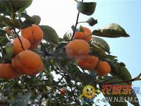 梨木台青山溪语农家院