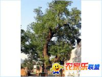 蓟州小穿芳峪福泰翔农家院