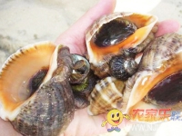 东戴河盛夏海景农家院